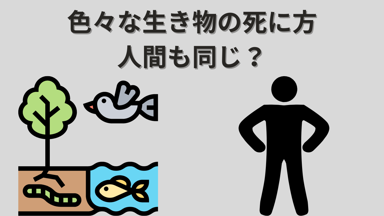 アイキャッチ画像（色々な生き物の死に方、人間も同じ？）